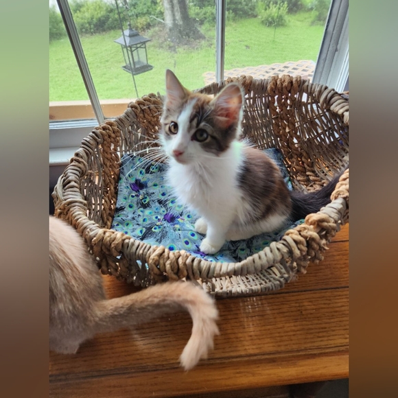 Like For LIVE shows-Jewelry & Collectibles For Animal Rescues. - Picture 4 of 16